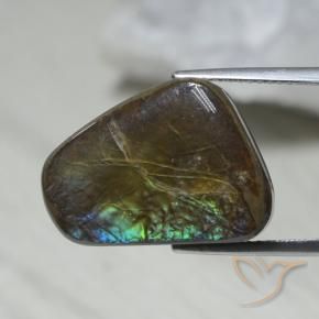 12.08 ct Multicolor Ammolite Stone, Natural Ammolite in Shark Fin Cabochon Shape for Sale