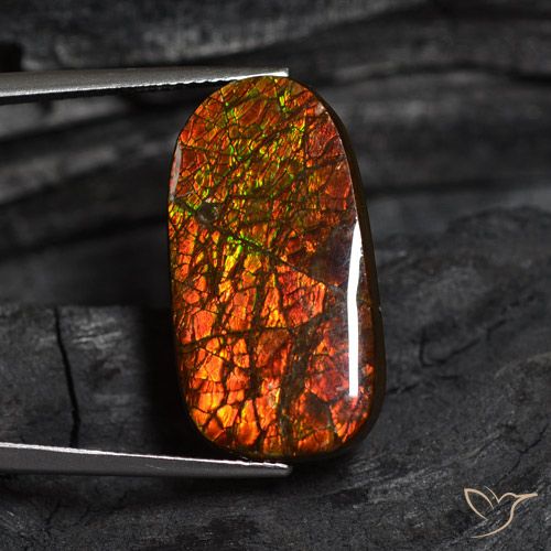 14.13ct Natural Multicolor Ammolite, Fancy, Opaque