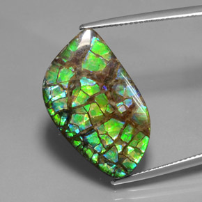 Multicolor Ammolite Gem - 17ct Fancy Cabochon (ID: 377467)