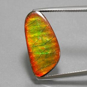 Multicolor Amolita Gema - 10.4ct Cabujón aleta de tiburón (ID: 377508)