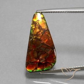 Multicolor Ammolite Gem - 10.3ct Trillion Cabochon (ID: 377511)