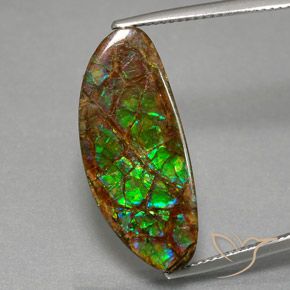 12.02 ct Fancy Ammolite, 25.9 x 11 mm From Canada, Photo A