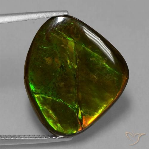 14.70ct Natural Multicolor Ammolite, Fancy, Opaque