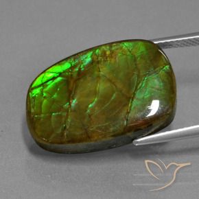 Ammolite Gemstone in 21.2 x 14.5 mm Size for Sale, Ammolite Stone in Multicolor Color