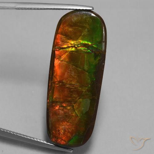 24.02ct Natural Multicolor Ammolite, Fancy, Opaque