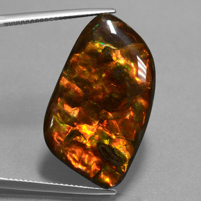 Multicolor Ammolite Gem - 20.4ct Fancy Cabochon (ID: 451613)