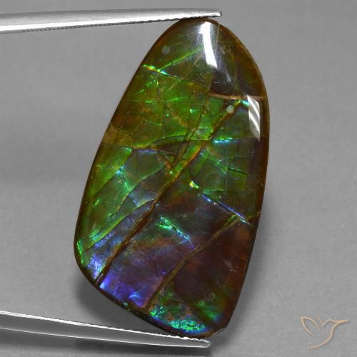23.16ct Natural Multicolor Ammolite, Fancy, Opaque