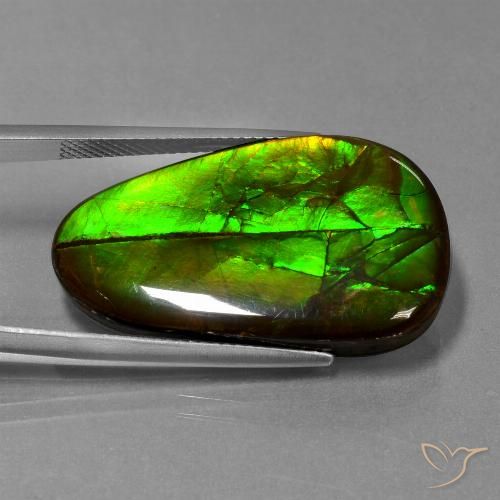 21.60ct Natural Multicolor Ammolite, Fancy, Opaque