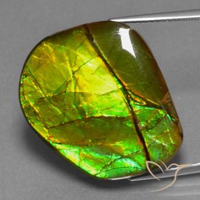21.26 ct Multicolor Ammolite Stone, Natural Ammolite in Fancy Cabochon Shape for Sale