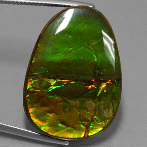 Multicolor Ammolite Gem - 24.7ct Fancy Cabochon (ID: 452681)