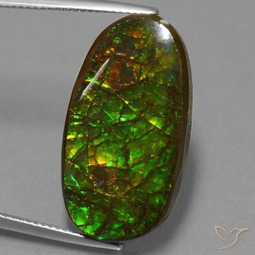 21.50ct Natural Multicolor Ammolite, Fancy, Opaque