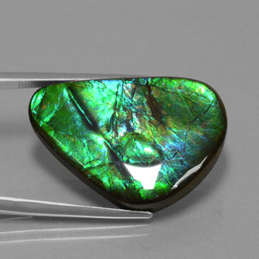 24.56 ct Multicolor Ammolite Stone, Natural Ammolite in Trillion Cabochon Shape for Sale