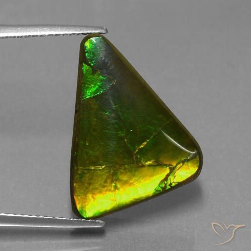 Multicolor Ammolite Gem - 11.3ct Trillion Cabochon (ID: 453567)