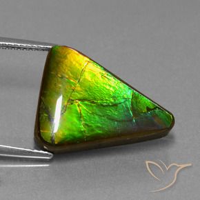 11.34 ct Multicolor Ammolite Stone, Natural Ammolite in Trillion Cabochon Shape for Sale