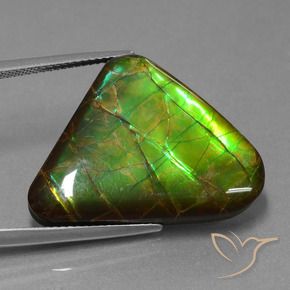 21.83 ct Multicolor Ammolite Stone, Natural Ammolite in Trillion Cabochon Shape for Sale
