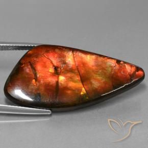 23.09 ct Multicolor Ammolite Stone, Natural Ammolite in Shark Fin Cabochon Shape for Sale