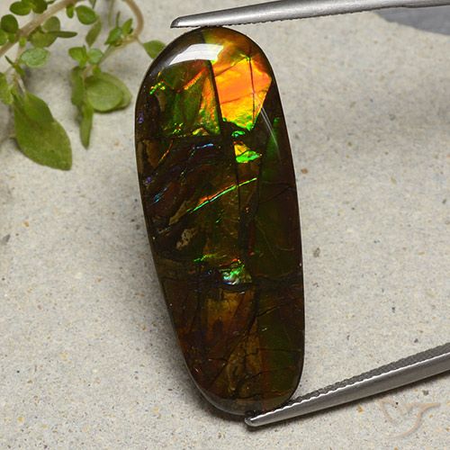 19.11ct Natural Multicolor Ammolite, Fancy, Opaque