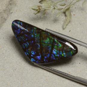 Multicolor Ammolite Gem - 19.9ct Shark Fin Cabochon (ID: 494109)