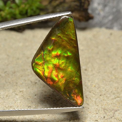 12.19ct Natural Multicolor Ammolite, Trillion, Opaque
