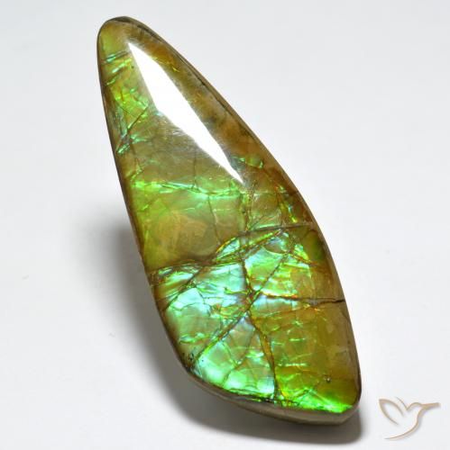 24.80ct Natural Multicolor Ammolite, Fancy, Opaque