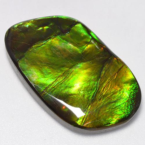 Multicolor Ammolite Gem - 24ct Fancy Cabochon (ID: 520804)