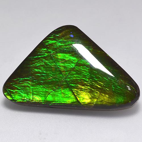 マルチカラー アンモライト 宝石 - 16.3ct トリリオンカボション (ID: 521581)