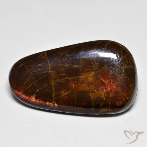 14.44ct Natural Multicolor Ammolite, Fancy, Opaque