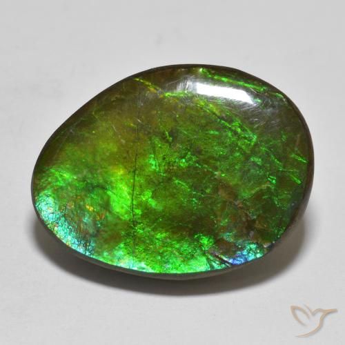 16.14ct Natural Multicolor Ammolite, Fancy, Opaque