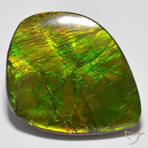 24.62ct Natural Multicolor Ammolite, Fancy, Opaque