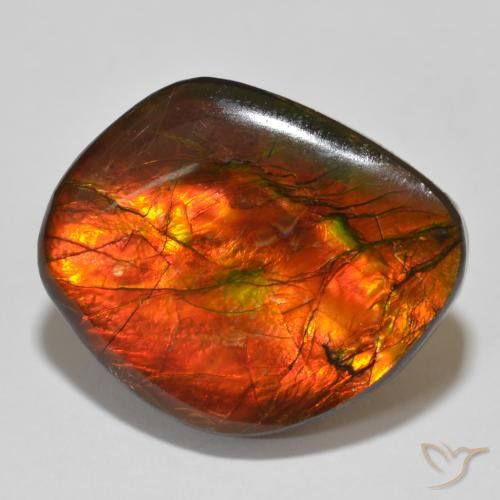 15.32ct Natural Multicolor Ammolite, Fancy, Opaque