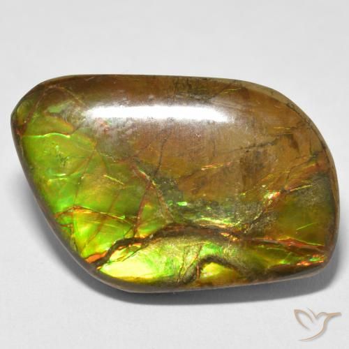16.70ct Natural Multicolor Ammolite, Fancy, Opaque