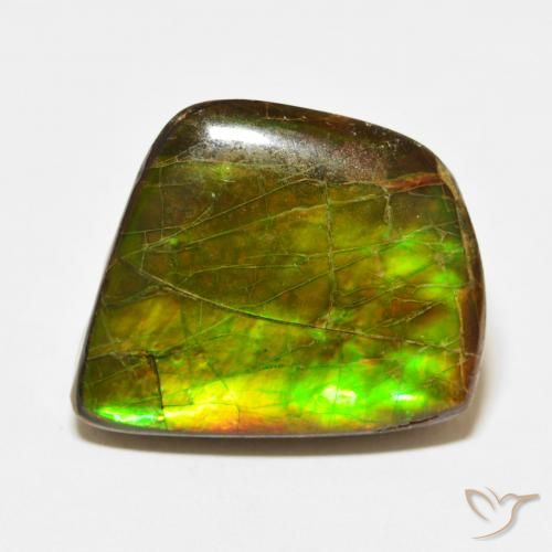 21.56ct Natural Multicolor Ammolite, Fancy, Opaque