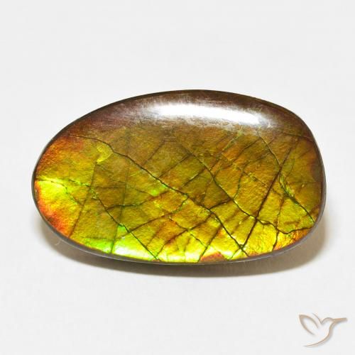 13.58ct Natural Multicolor Ammolite, Fancy, Opaque