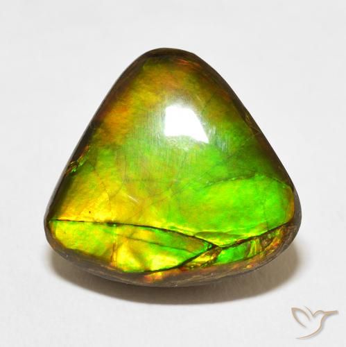 10.86ct Natural Multicolor Ammolite, Trillion, Opaque