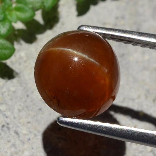 Deep Brown Cat's Eye Apatite Gem - 3.2ct Oval Cabochon (ID: 483922)