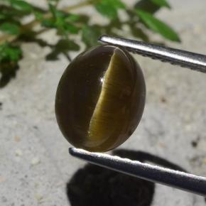 Medium-Dark Brown Apatit-Katzenauge Edelstein - 3.4ct Oval Cabochon (ID: 483936)