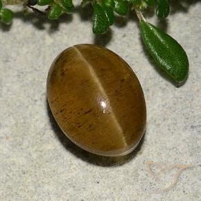 3.10 ct Brown Cat's Eye Apatite Stone, Natural Cat's Eye Apatite in Oval Cabochon Shape for Sale