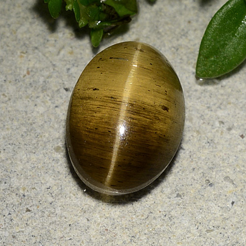 Medium Brown Cat's Eye Apatite Gem - 3.3ct Oval Cabochon (ID: 486161)