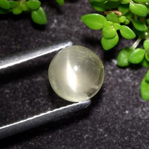 1.5ct Round Cabochon Yellow Cat's Eye Apatite for sale thumb image of 1.5ct Round Cabochon Yellow Cat's Eye Apatite (ID: 494562)