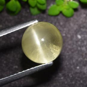 Earthy Yellow Cat's Eye Apatite Gem - 3.3ct Round Cabochon (ID: 494569)