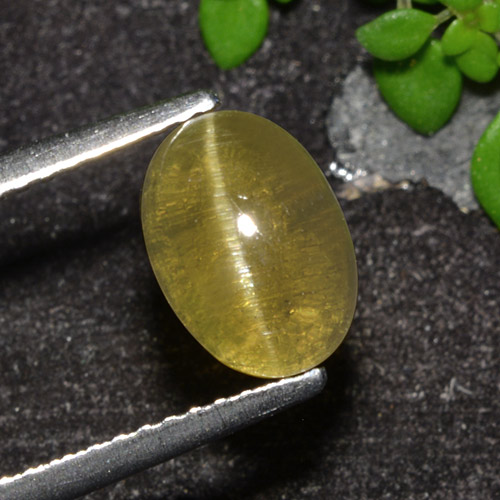 Earthy Yellow Апатит Кошачий Глаз Камень - 2.6ct Овал Кабошон (ID: 494572)