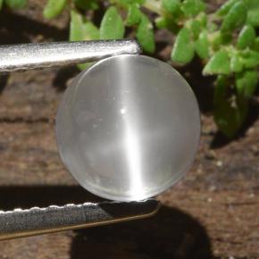 1.8ct Round Cabochon Cream Cat's Eye Moonstone Gem for sale 1.8ct Round Cabochon Cream Cat's Eye Moonstone Gem (ID: 481511)
