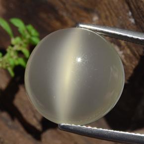 10.7ct Round Cabochon Cream Cat's Eye Moonstone for sale thumb image of 10.7ct Round Cabochon Cream Cat's Eye Moonstone (ID: 481519)
