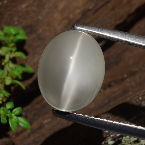 Warmweiß Mondstein Katzenauge Edelstein - 5.2ct Oval Cabochon (ID: 481525)