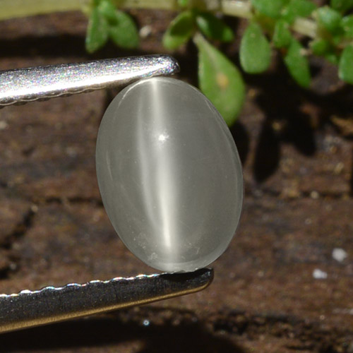 Warm White Cat's Eye Moonstone Gem - 1.1ct Oval Cabochon (ID: 481755)