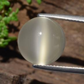 Warm White Cat's Eye Moonstone Gem - 7.6ct Round Cabochon (ID: 481765)