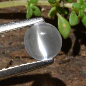 Clear White Cat's Eye Moonstone Gem - 0.5ct Round Cabochon (ID: 481779)