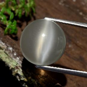Warm White Cat's Eye Moonstone Gem - 8.2ct Round Cabochon (ID: 481780)