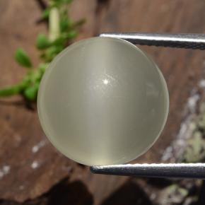 Light Yellow Cat's Eye Moonstone Gem - 9.1ct Round Cabochon (ID: 481793)