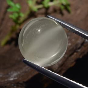 Warm White Cat's Eye Moonstone Gem - 5.2ct Round Cabochon (ID: 481799)